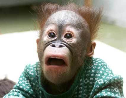amazed_baby_orangutan.jpg